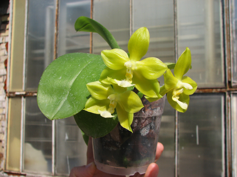 Phalaenopsis lueddemanniana x amboinensis.jpg