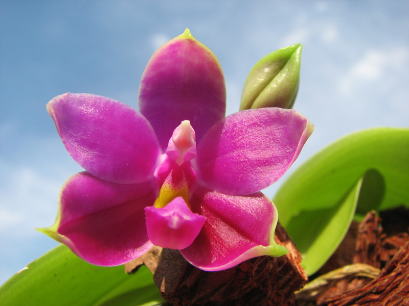 Phalaenopsis Ld Bellina Eagle x Prima.jpg