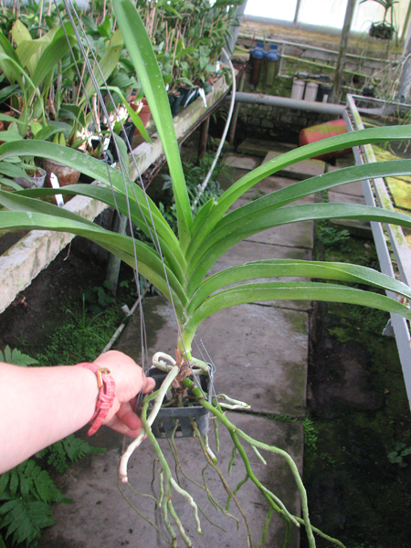 Vivan x Ascocenda Suksamran Gold.jpg