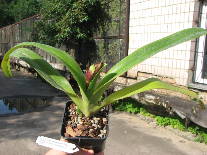 Paphiopedilum philippinense 'Daya Twisler' x sanderianum 'Dr Lee'.jpg