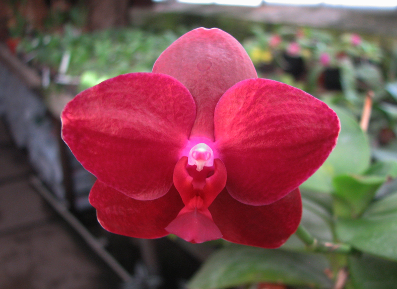 Phalaenopsis Sogo Relex 'F-1661'.jpg