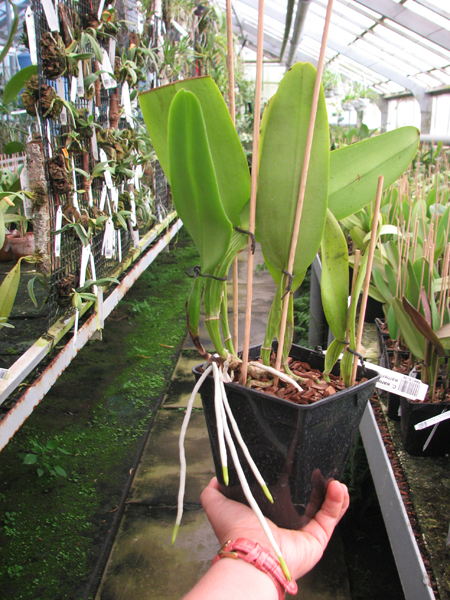 Cattleya warneri concolor 'HI' x Cattleya warneri venosa suave.jpg