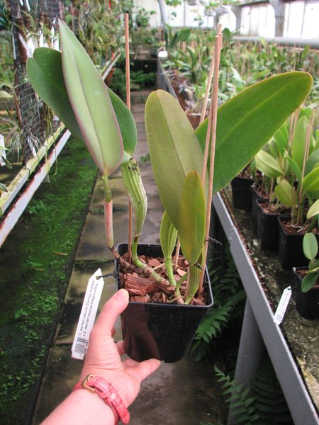 Cattleya warneri escura 'Corrego D'antas' x Cattleya warneri escura integra orlata.jpg