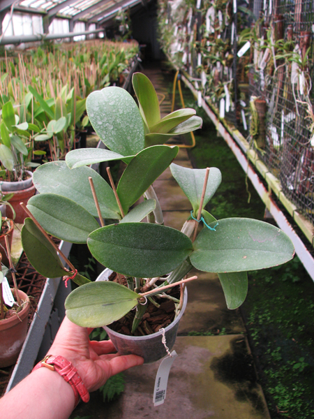 Cattleya violacea.jpg