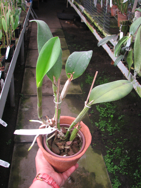 Brassocattleya Cynthia (Brassavola digbyana x Cattleya walkeriana).jpg