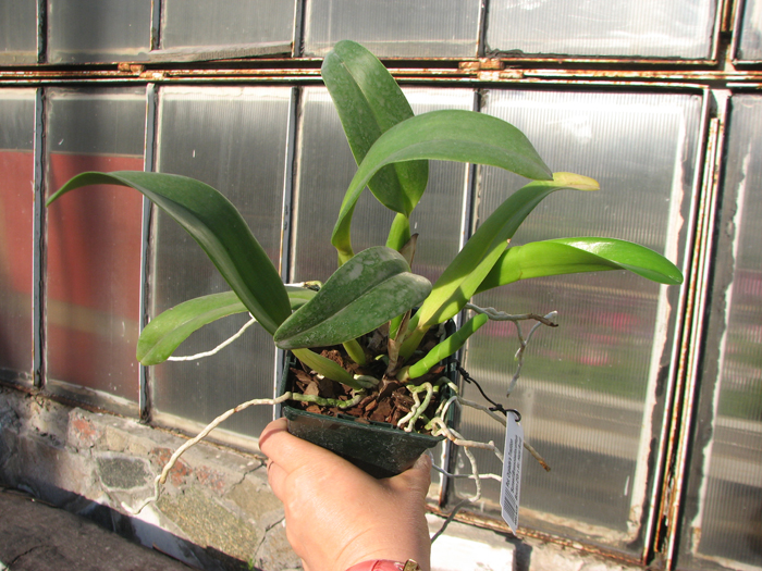 Potinara Orglade's Tradition 'Sunset'.jpg