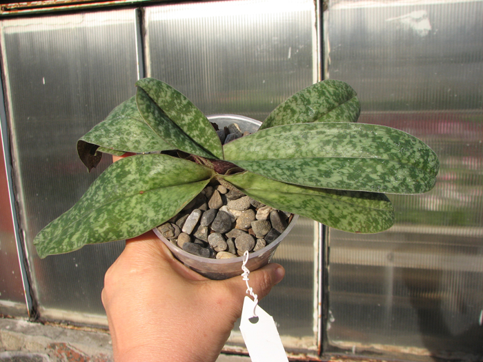 Paphiopedilum concolor.jpg