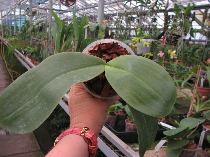 Phalaenopsis Ld's Bear Queen x gigantea.jpg