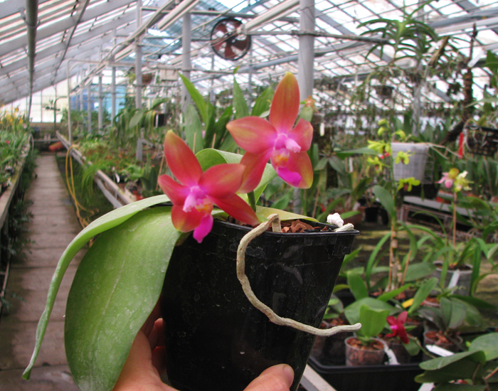 Phalaenopsis tetraspis 'C1' x Phalaenopsis KS Happy Eagle.jpg