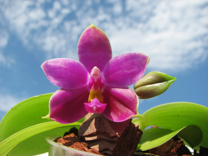Phalaenopsis Ld Bellina Eagle x Prima.jpg