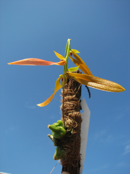 Bulbophyllum wallichii.jpg