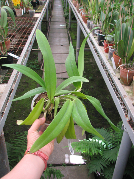 Laeliocattleya Ballet Folklorico 'Eloquence' (Cattleya Song of Norway x Laelia speciosa).jpg