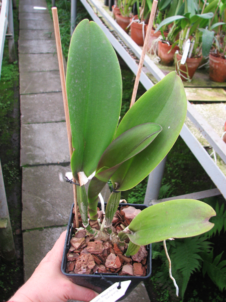 Brassolaeliocattleya Eve Marie Barnett 'Magnificent Watermelon Gold' x Brassolaeliocattleya Sanyung Ruby 'Shin Mei'.jpg