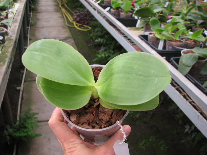 Phalaenopsis KS Super Zebra.jpg