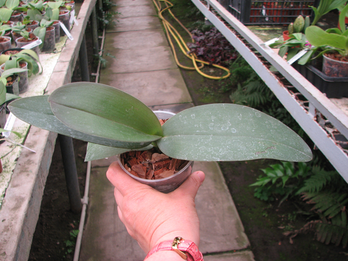 Phalaenopsis Brother Peoker 'BL' x gigantea.jpg