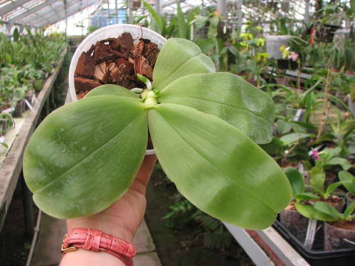 Phalaenopsis Samera 'Blue'.jpg
