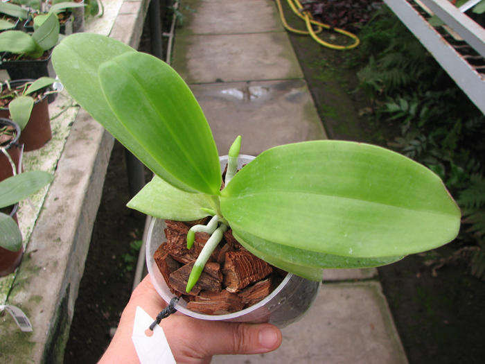 Phalaenopsis pulchra.jpg