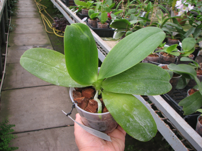 Phalaenopsis Tzu Chiang Chrisna 'Brazil'.jpg