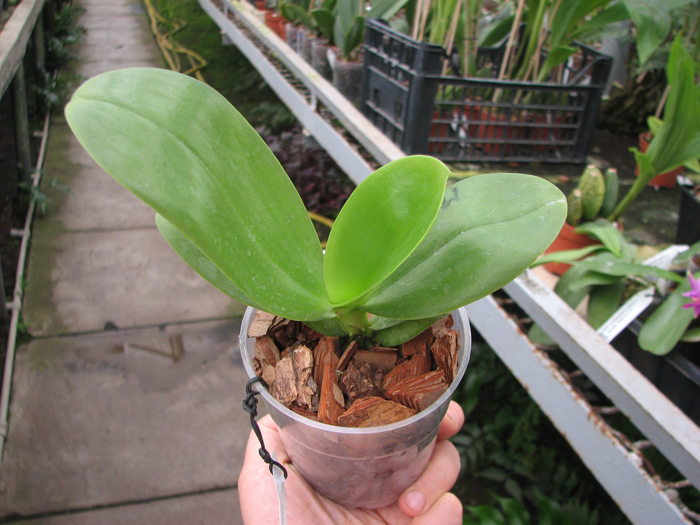 Phalaenopsis Ld's Bear King 'Golden King'.jpg
