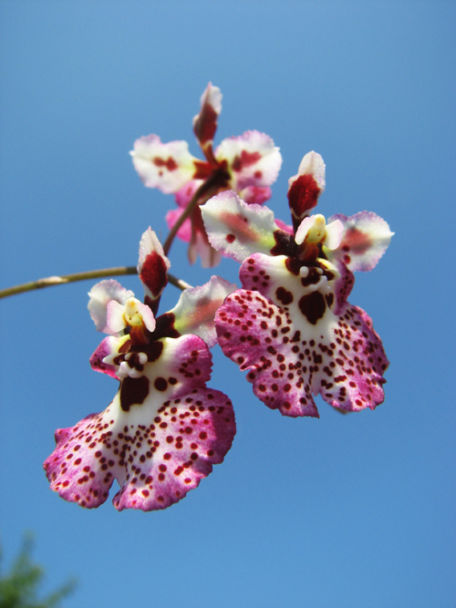 Oncidium (Tolumnia) hybrid.jpg