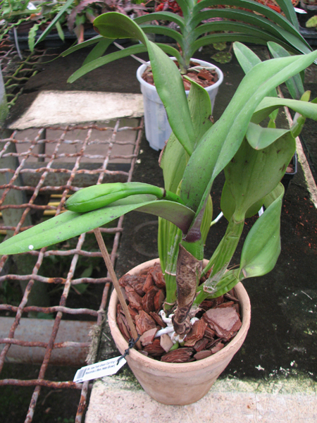 Brassolaeliocattleya Haw Yuan Grace 'Cat King'.jpg