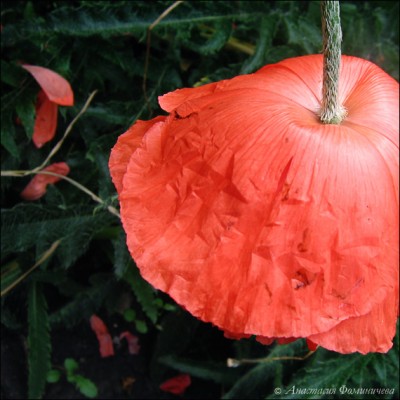 Просто маки... ;)