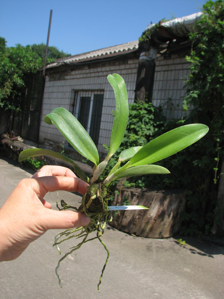 Laelia jongheana alba (Z-88) x Laelia jongheana suavissima.jpg