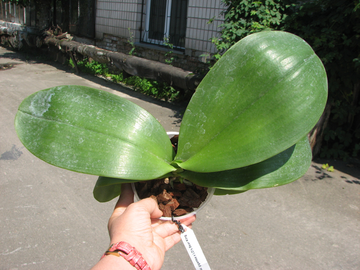 Phalaenopsis gigantea x LD's Bear King.jpg