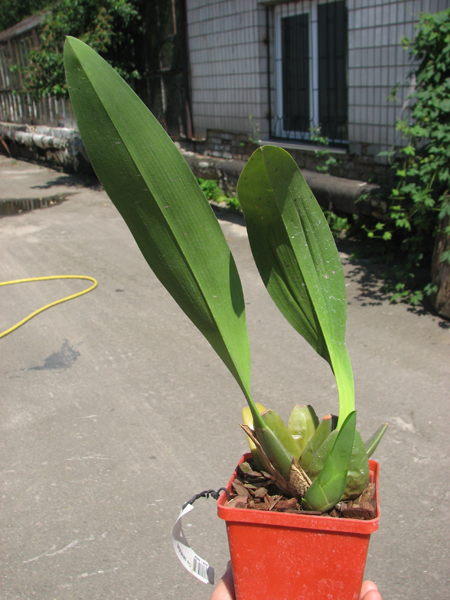 Cuitlauzina pendulum.jpg