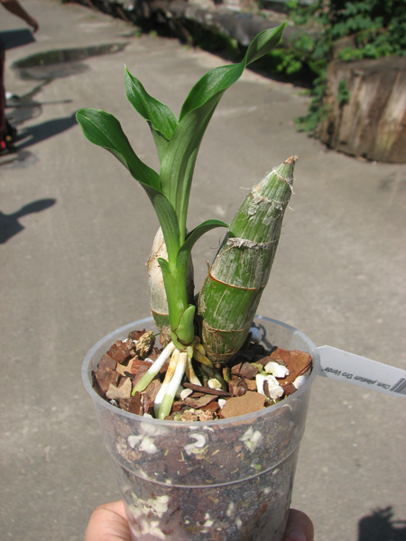 Catasetum pileatum 'Oro Verde'.jpg