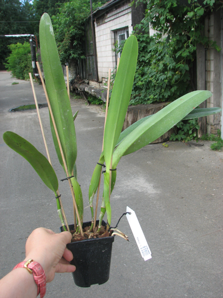 Laelia crispa.jpg