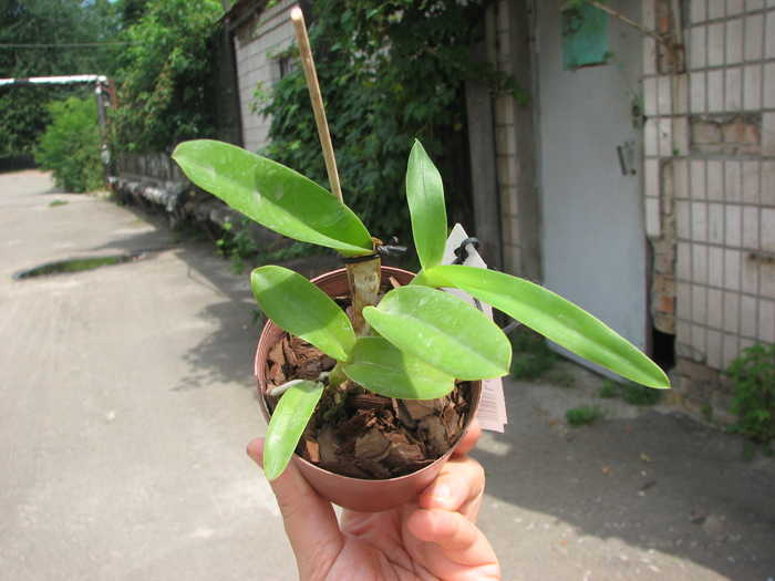 Laelia crispa flamea 'Baronesa' x self.jpg