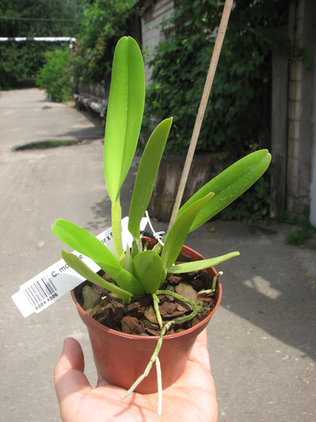 Cattleya mossiae concolor x SELF.jpg
