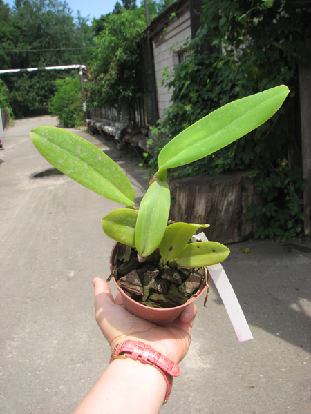 Cattleya labiata coerulea 'Filha de Junior' x Cattleya labiata coerulea 'Filha de Panelas'.jpg