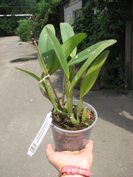 Cattleya lueddemanniana escura x Cattleya lueddemanniana 'America'.jpg