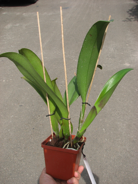 Brassolaeliocattleya Eve Marie Barnett 'Magnificent Watermelon Gold' x Blc Oconee x Sunset Say 'Birds of Paradise' x Blc Guaninm City.jpg