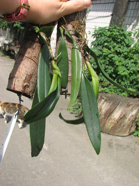 Bulbophyllum longissimum.jpg
