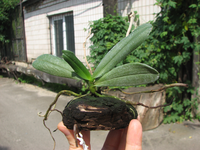 Aerangis articulata.jpg