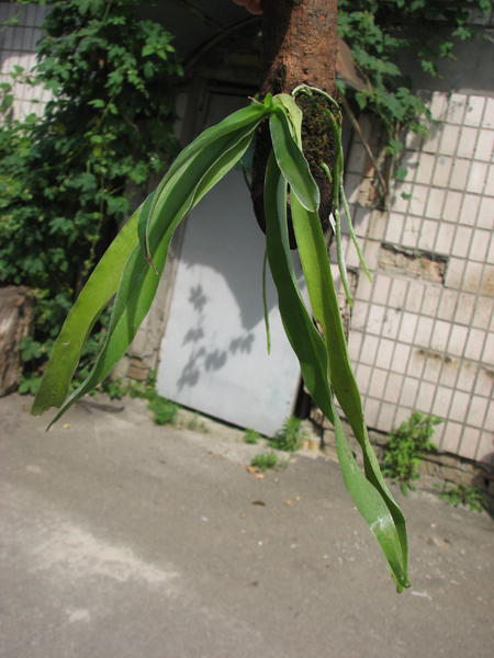 Aeranthes grandiflora.jpg