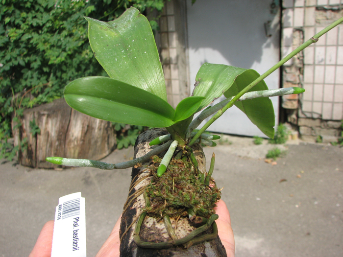 Phalaenopsis bastianii.jpg