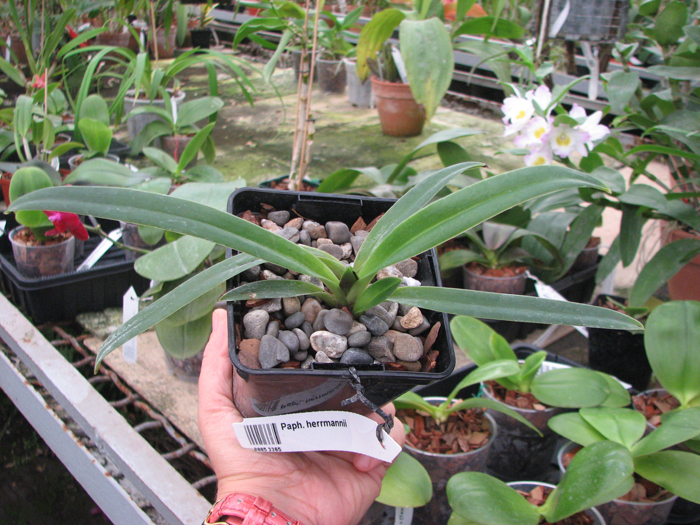 Paphiopedilum herrmannii.jpg