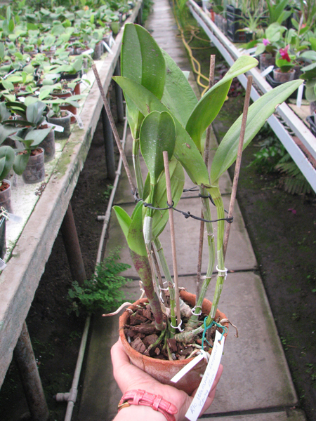 Rhyncholaeliocattleya Waianae Leopard 'Ching Hua'.jpg