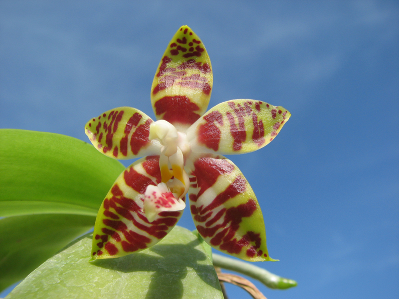 Phalaenopsis amboinensis red spot type.jpg