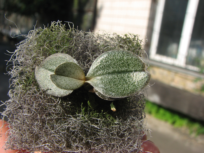 Aerangis punctata.jpg