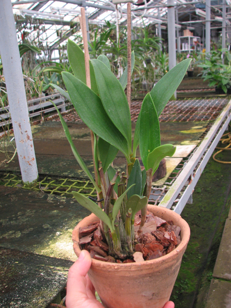 Dendrobium spectabile.jpg