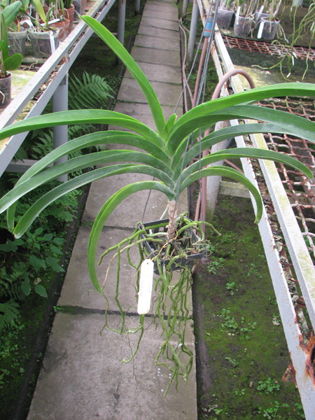 Vanda Lenavat x Vanda Taweesuksa.jpg