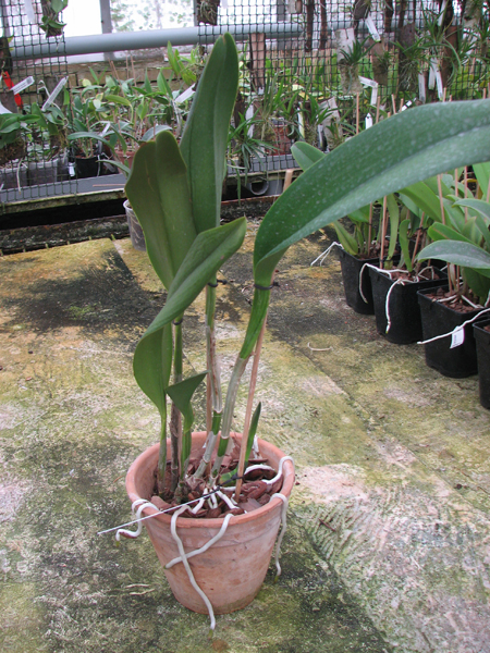 Potinara Haw Yuan Gold 'YC#2'.jpg