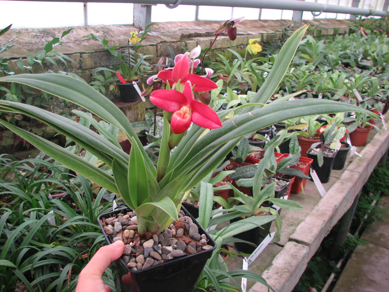 Phragmipedium Inca Fire (Andean Fire X besseae).jpg