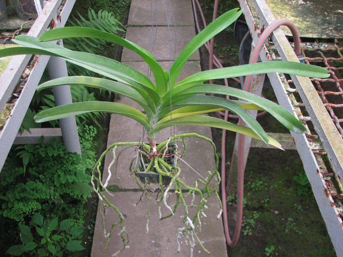 Vanda Vivan x Ascda Kultana Flame.jpg