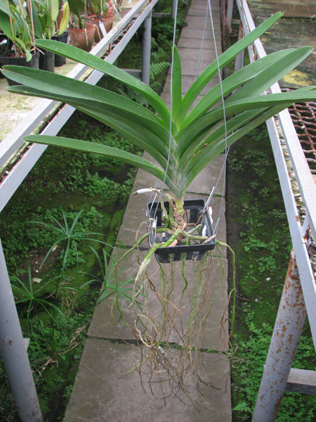 Renanthera philippinensis x Vanda Doctor Anek.jpg